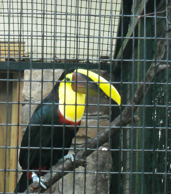 vinyl coated welded wire bird display mesh