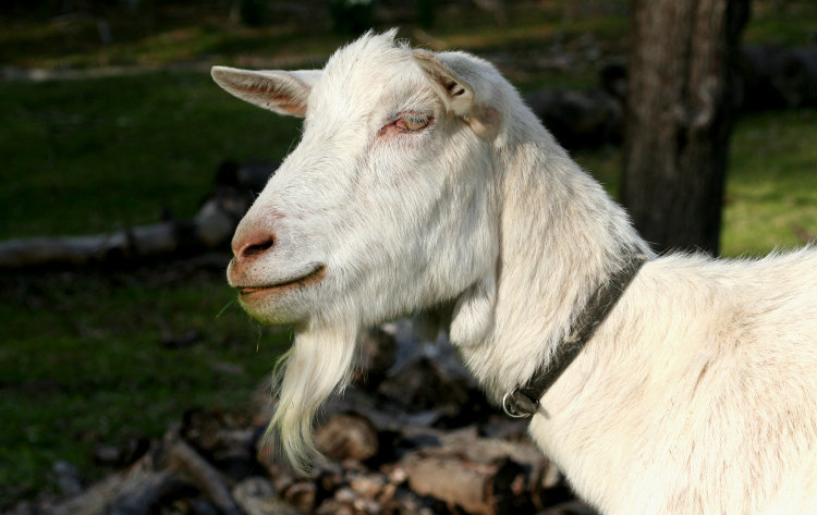 goat portrait