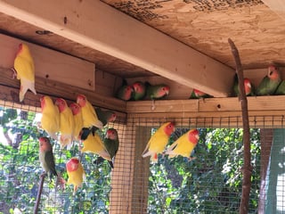 bird 3.jpg