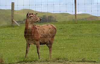 deer behind fence 