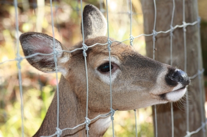 deer behind fence