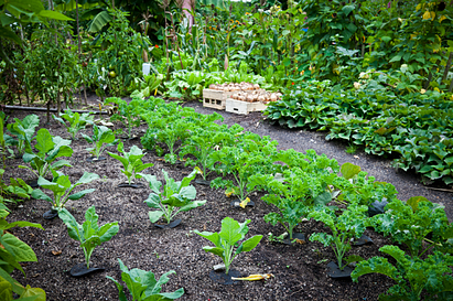 garden for bird barrier netting