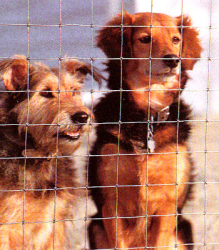 ks_2.2_dogs.jpg