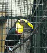 vinyl coated welded wire bird display mesh