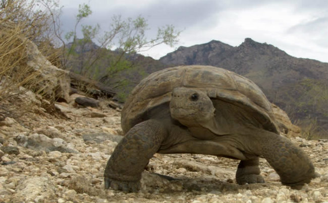 How Turtle Fence Can Protect The Threatened Desert Tortoise
