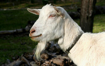 goat portrait