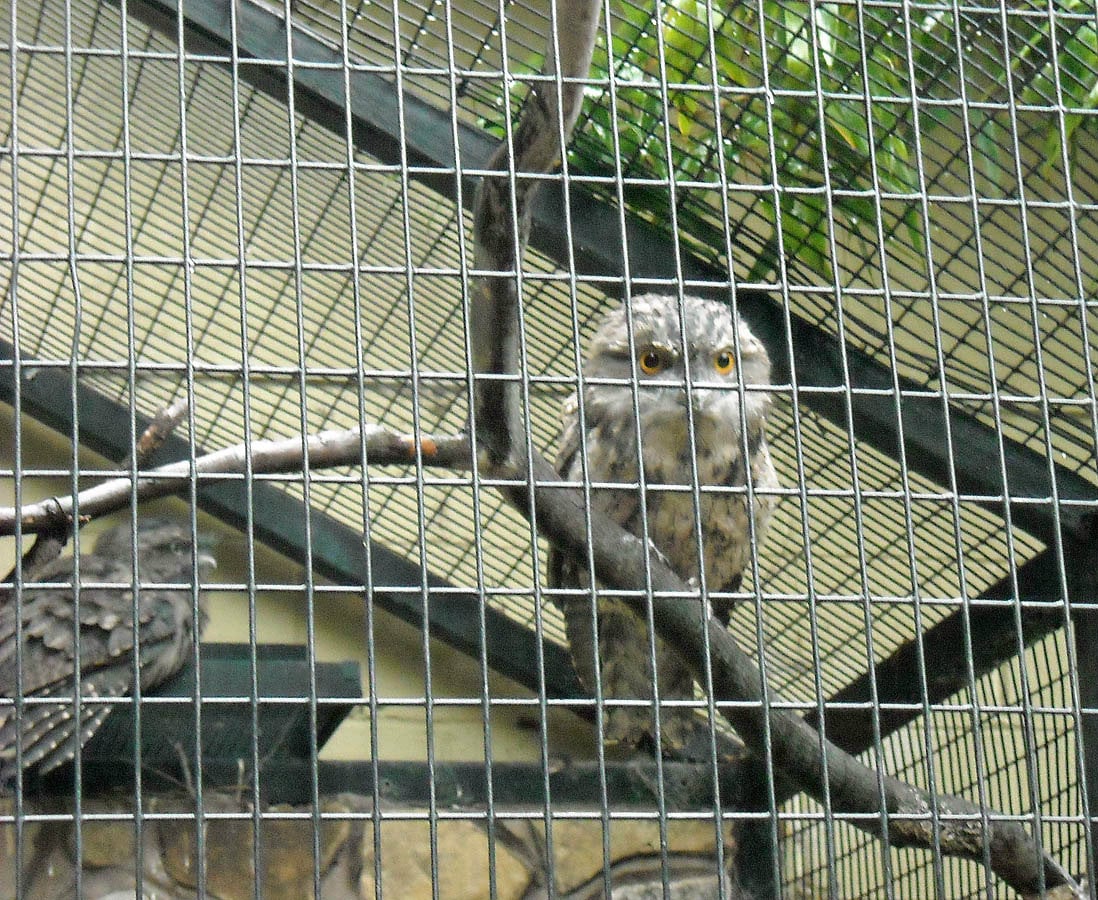 owl net