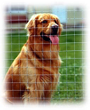 woven wire fence