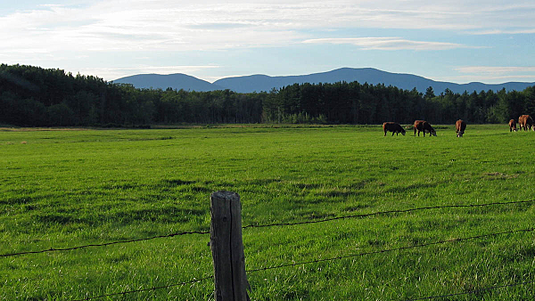field fence and cattle