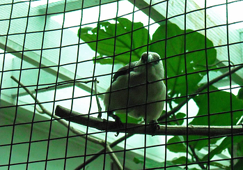 vinyl coated welded wire bird zoo display