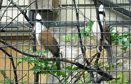vinyl coated welded wire mesh bird display