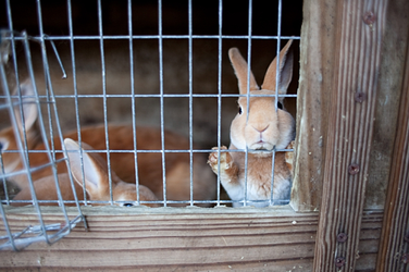 rabbits in hutch