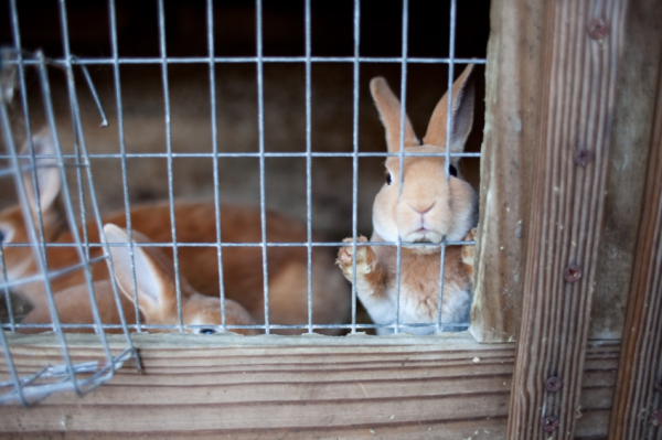 rabbits in hutch