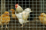 chicken fence 1