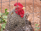 chicken fence 2
