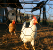 chicken pen fence 1