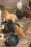 chicken fence 1