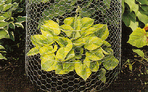 hex netting wire mesh