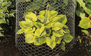 chicken wire in garden