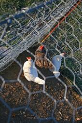 chicken fence or mesh