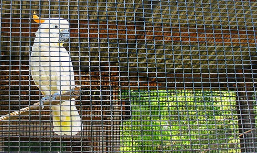 vinyl coated welded wire cockatoo display Franklin Park Zoo