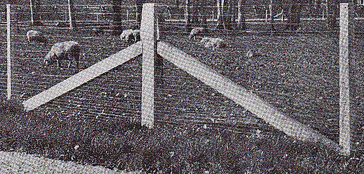 concrete posts & braces