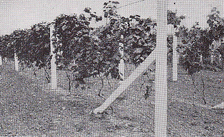 concrete vineyard posts