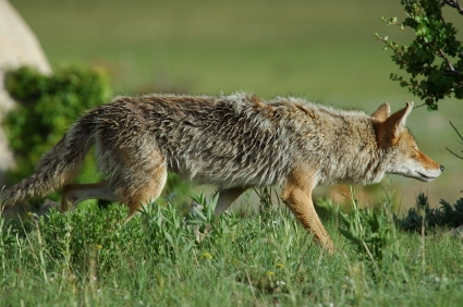 coyote stalking
