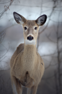 deer 