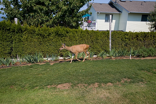 deer in yard
