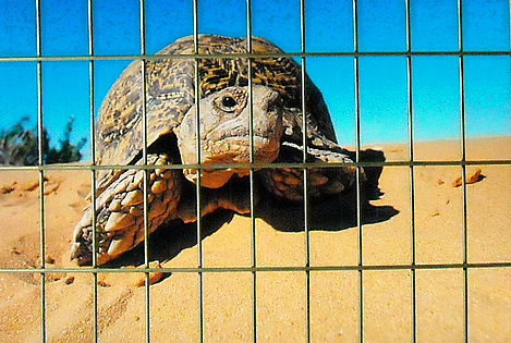 desert tortoise fence resized 600