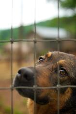 dog fence or mesh