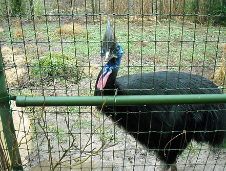 double wattled cassowary & 2
