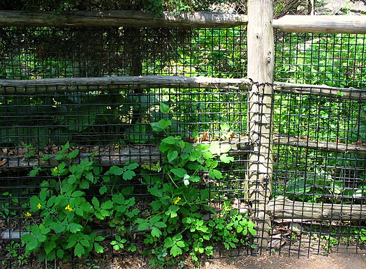 tow layers of vinyl coated welded wire fence Franklin Park Zoo