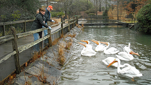 Birminham Zoo pelicans