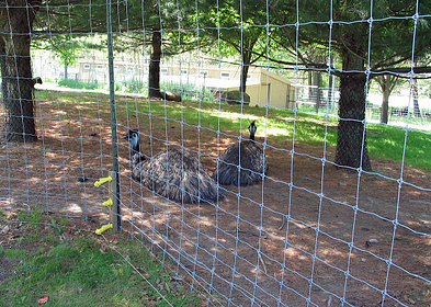 Emus resting in shade behind fence