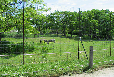 deer & wildlife fence and pasture 