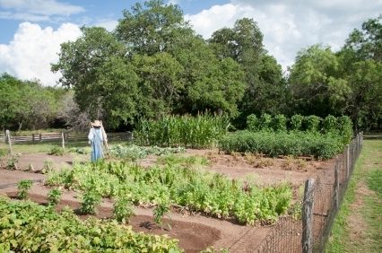 garden with surrounding fence