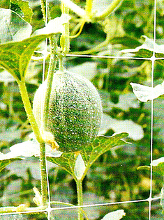 Hortonova_melon-resized-600