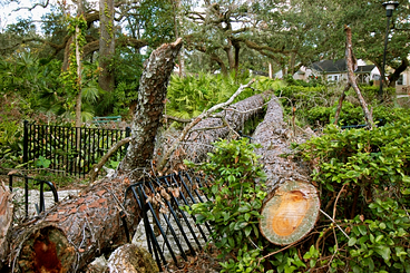 hurricane damaged fence and trees