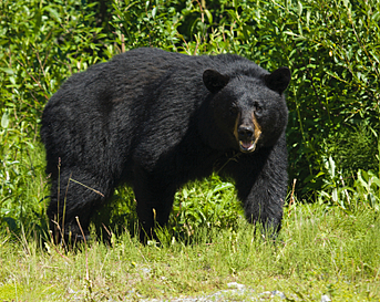 black bear