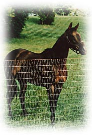 diamond mesh woven horse fence