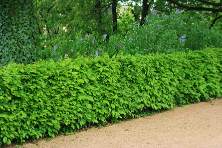 living fence--hedge