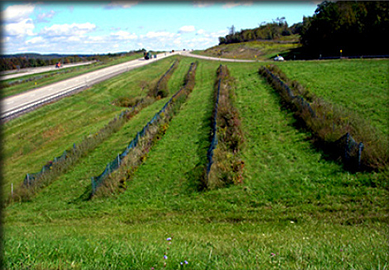 living snow fence  - summer