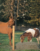 2 horses behind fence