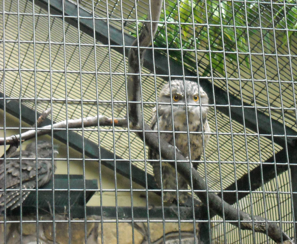 owl-resized-600.jpg