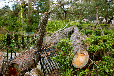 Fence crushed by hurricane Sandy