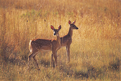 deer standing in field