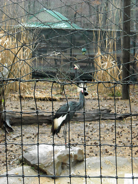 flight pen top netting Birmingham zoo