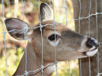 Deer and fence